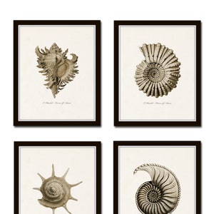 Sepia Seashell Print Set No. 5, Coastal Decor, Vintage Shell Prints, Giclee, Coastal Art, Seashell Art, Home Decor, Beach House Art