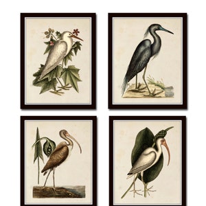 Antique Sea Bird Set No. 2, Bird Prints, Sea Bird Prints, Coastal Art, Wall Art, Print Sets, Giclee, Beach Cottage Decor, Art Prints