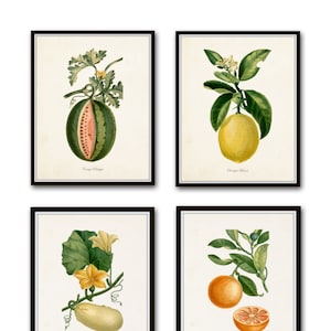 French Botanical Print Set No. 12, Giclee, Prints, Kitchen Art, Antique Botanicals, Fruit Prints, Wall Art, Lemon, Orange, Citrus Prints
