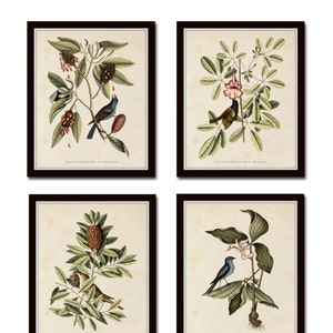 Bird and Botanical Print Set No. 5, Botanical Print Set, Vintage Bird Prints, Vintage Botanicals, Wall Art, Print, Wall Art, Bird Prints