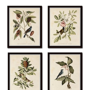 Bird and Botanical Print Set No. 5, Botanical Print Set, Vintage Bird Prints, Vintage Botanical Art, Wall Art, Home Decor, Bird Prints