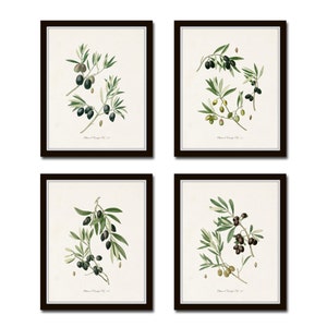 Antique Olive Prints, Botanical Print Sets,Botanical Prints, Kitchen Art, French Decor, Art, Botanical Illustration, Wall Art, Print, Giclee