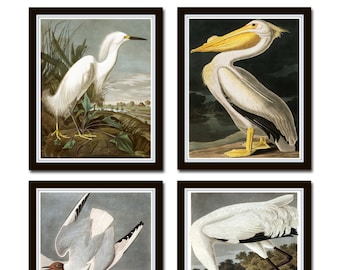 Vintage Audubon Sea Birds Print Set No. 5, Giclee, Bird Prints, Vintage Bird Prints, Sea Bird Art, Coastal Art, Audubon Bird Prints