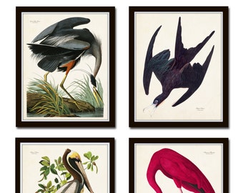 Vintage Audubon Sea Birds Print Set No. 2, Giclee, Art, Vintage Bird Prints, Coastal Art, Audubon Bird Prints, Bird Art, Coastal Decor