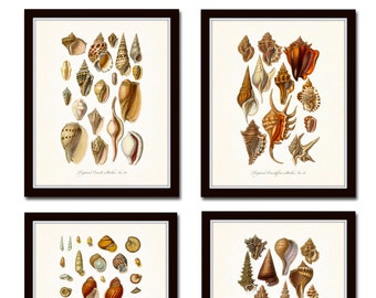 Antique Seashell Print Set, Shell Prints, Shell Art, Wall Art, Print, Coastal Art, Nautical Art, Art, Illustration, Natural History Art