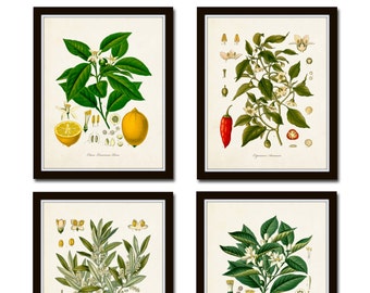 Vintage Fruit Print Set No. 20, Kohler Fruit Prints, Botanical Prints, Vintage Botanical, Lemon Print, Olive, Art, Kitchen Art