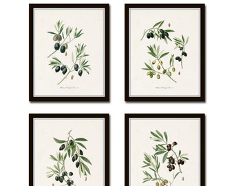 Antique Olive Prints, Botanical Print Sets,Botanical Prints, Kitchen Art, French Decor, Art, Botanical Illustration, Wall Art, Print, Giclee