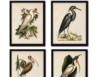 Antique Sea Bird Set No. 2, Vintage Bird Prints, Sea Bird Prints, Coastal Art, Wall Art, Beach House Art, Giclee, Vintage Bird Art