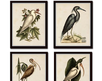 Antique Sea Bird Set No. 2, Bird Prints, Sea Bird Prints, Coastal Art, Wall Art, Print Sets, Giclee, Beach Cottage Decor, Art Prints