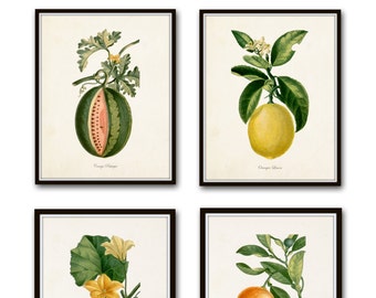 French Botanical Print Set No. 12, Giclee, Prints, Kitchen Art, Antique Botanicals, Fruit Prints, Wall Art, Lemon, Orange, Citrus Prints