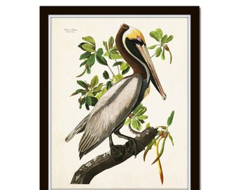 Vintage Audubon Brown Pelican Bird Print, Giclee, Art, Print, Home Decor, Coastal Art, Beach House Art, Vintage Bird Print, Sea Bird Print