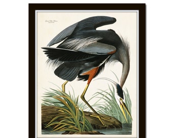 Vintage Audubon Blue Heron, Bird Print, Giclee, Art Print, Poster Nautical, Coastal Art, Sea Bird, Heron, Audubon Bird Prints, Wall Art