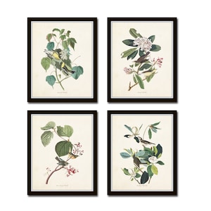 Audubon Bird Prints Set No. 16, Botanical Prints, Audubon Prints, Vintage Bird Art, Giclee, Home Decor, Wall Art, Vintage Bird Prints