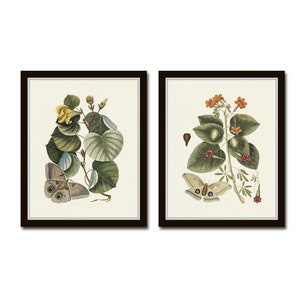 Vintage Butterfly Print Set No. 3, Giclee, Vintage Botanical Prints, Wall Art, Vintage Butterfly Prints, Butterfly Art, Botanical Art