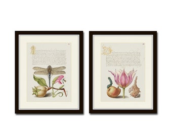 Botanical Calligraphy Print Set No. 1,  Botanical Prints, Manuscript Art, Art Prints, Wall Art, Print Sets, Dragonfly Art