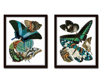 Art Nouveau Butterfly Print Set No. 31, Antique Butterfly Prints, Vintage Butterfly Art, Home Decor, Wall Art, Giclee, Insect Art