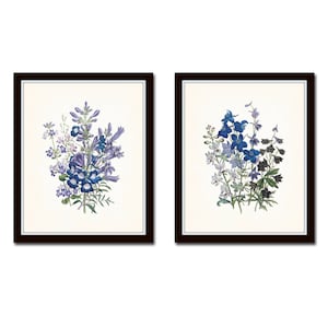 Wildflower Botanical Print Set No.2, Botanical Prints, Giclee, Art Prints, Antique Botanical, Vintage Botanical Art, Blue Flower Art