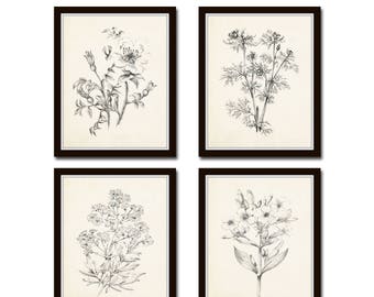 Vintage Botanical Sketch Prints Set No. 2, Botanical Prints, Giclee, Art Print, Vintage  Botanicals, Illustration, Flower Prints, Flower Art