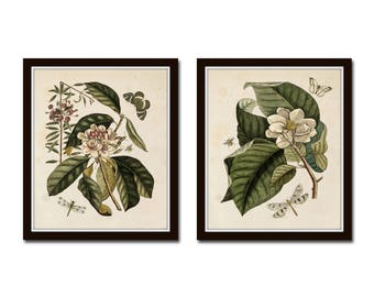 Magnolia Nature Study, Botanical Print Set, Collage, Art, Giclee, Prints, Vintage Botanical, Magnolia Print, Collage, Botanical Prints