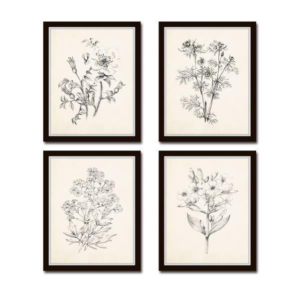 Vintage Botanical Sketch Prints Set No. 2, Botanical Prints, Giclee, Art Print, Vintage  Botanicals, Illustration, Flower Prints, Flower Art