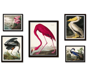 Vintage Audubon Birds Gallery Wall Set No. 1, Coastal Art, Sea Bird Prints, Audubon Bird Prints Wall Art, Art Prints, Set of 5