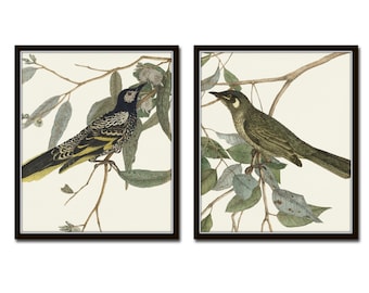 Vintage Aviary Print Set No. 1, Botanical Prints, Wall Art, Prints, Giclee, Vintage Bird Prints