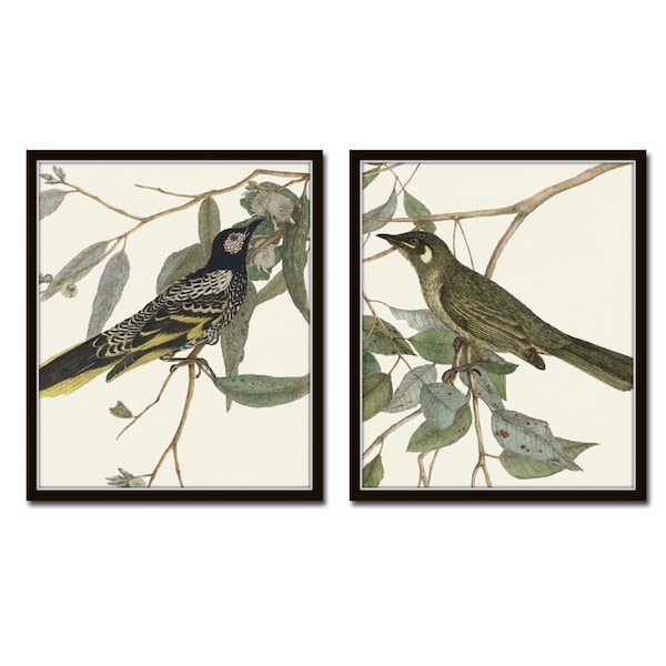 Vintage Aviary Print Set No. 1, Botanical Prints, Wall Art, Prints, Giclee, Vintage Bird Prints