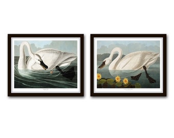 Vintage Audubon Swans Print Set, Birt Prints, Vintage Bird Print Set, Vintage Bird Prints, Audubon Bird Prints, Swan Prints