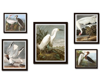 Vintage Audubon Birds Gallery Wall Set No. 3, Coastal Art, Sea Bird Prints, Audubon Bird Prints Wall Art, Art Prints, Set of 5