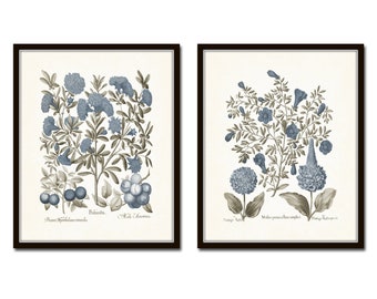 Vintage Sepia and Blue Print Set No. 8, Botanical Print Sets, Vintage Botanical Art, Gallery Wall Art