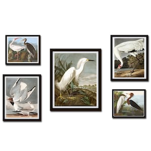 Vintage Audubon Birds Gallery Wall Set No. 3, Coastal Art, Sea Bird Prints, Audubon Bird Prints, Vintage Bird Print, Bird Art, Coastal Decor