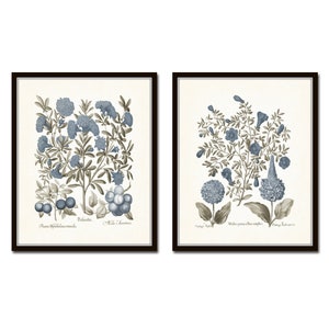 Vintage Sepia and Blue Print Set No. 8, Antique Botanical Prints, Vintage Botanical Art, Coastal Art, Chinoiserie, Grandmillennial, Giclee