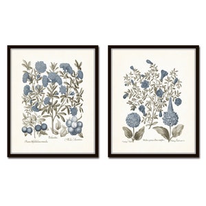 Vintage Sepia and Blue Print Set No. 8, Botanical Print Sets, Vintage Botanical Art, Gallery Wall Art