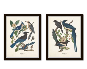 Blue Jays Print Set No. 8, Botanical Prints, Bird Prints, Wall Art, Prints, Giclee, Vintage Bird Prints, Magnolia, Art Prints, Bird Art