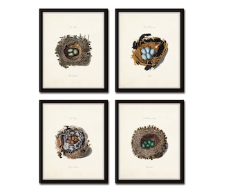 Bird Nest Print Set, Bird Egg Prints, Bird Nest Prints, Giclee, Wall Art, Vintage Bird Nest Prints, Nature Art, Print Sets