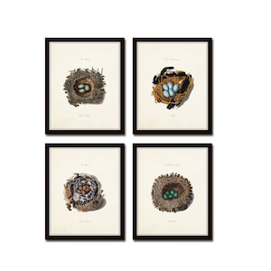 Bird Nest Print Set, Bird Egg Prints, Bird Nest Prints, Giclee, Wall Art, Vintage Bird Nest Prints, Bird Eggs Art, Print Sets