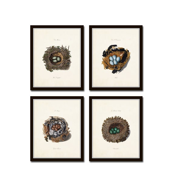 Bird Nest Print Set, Bird Egg Prints, Bird Nest Prints, Giclee, Wall Art, Vintage Bird Nest Prints, Nature Art, Print Sets