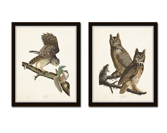 Audubon Owls Print Set No. 1, Art Prints, Bird Prints, Collage, Wall Art, Prints, Giclee, Bird Prints, Audubon Bird Prints,Farmhouse Art