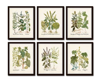 Antique Herbs Print Set No. 32, Herb Prints, Botanical Prints, Botanical Art, Botanical Print Set, Kitchen Art, Giclee, Art Prints, Herb