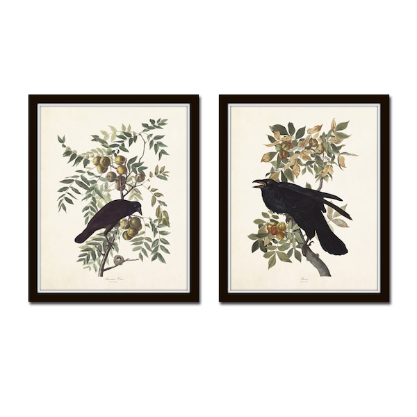 Audubon Raven and Crow Print Set No. 9, Art Prints, Bird Prints, Wall Art, Prints, Giclee, Audubon Bird Prints