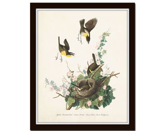 Vintage Audubon Yellow Chat, Bird Print, Giclee, Art Print, Botanical Print, Bird Nest, Audubon Bird Prints, Wall Art