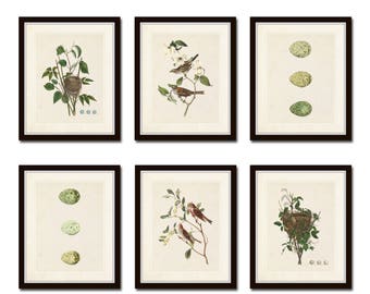 Vintage Aviary Print Set No. 5, Vintage Bird Prints, Giclee, Audubon Prints, Bird Nest Print, Bird Egg Prints, Art Print, Wall Art