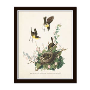 Vintage Audubon Yellow Chat, Vintage Bird Print, Giclee, Art Prints, Bird Art, Bird Nest, Audubon Bird Prints, Home Decor, Wall Art image 2