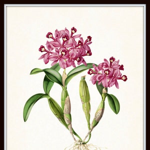 Tropical Orchids Botanical Print Set No. 2, Giclee, Arte, Impresión, Decoración de playa, Arte costero, Estampados de flores tropicales, Estampados de orquídeas, Ilustración imagen 5