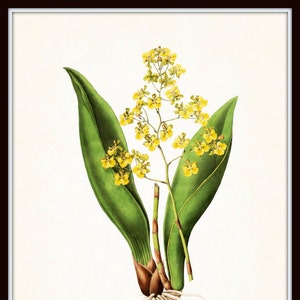 Tropical Orchids Botanical Print Set No. 2, Giclee, Arte, Impresión, Decoración de playa, Arte costero, Estampados de flores tropicales, Estampados de orquídeas, Ilustración imagen 4