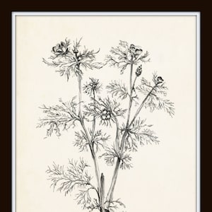 Vintage Botanical Sketch Prints Set No. 2, Botanical Prints, Giclee, Art Print, Vintage Botanicals, Illustration, Flower Prints, Flower Art Bild 4