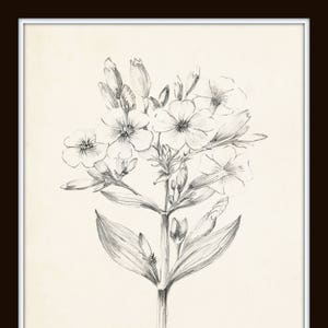 Vintage Botanical Sketch Prints Set No. 2, Botanical Prints, Giclee, Art Print, Vintage Botanicals, Illustration, Flower Prints, Flower Art Bild 3