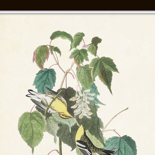 Audubon Birds Print Set No. 25, Botanical Print, Illustration