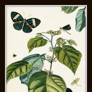 Nature Study Collage No. 23, Botanical Print Set, Art, Giclee, Prints, Vintage Botanical, Butterfly Print, Collage, Illustration, Botanical image 2