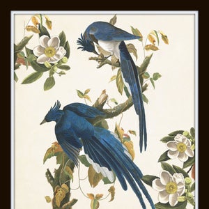 Blue Birds Print Set No. 1, Botanical Prints, Wall Art, Prints, Giclee, Vintage Bird Prints, Audubon Bird Prints, Magnolia, image 3